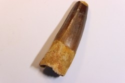 dent de dinosaure SPINOSAURUS AEGYPTIACUS