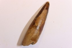 dent de dinosaure SPINOSAURUS AEGYPTIACUS