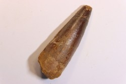 dent de dinosaure SPINOSAURUS AEGYPTIACUS