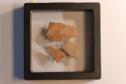 DINOSAUR egg shell MEGALOOLITHUS  - from dinosaur TITANOSAURE  HYPSELOSAURUS