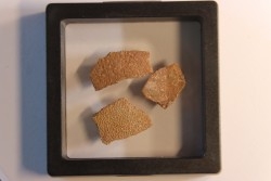DINOSAUR egg shell MEGALOOLITHUS  - from dinosaur TITANOSAURE  HYPSELOSAURUS