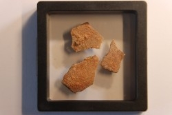 DINOSAUR egg shell MEGALOOLITHUS  - from dinosaur TITANOSAURE  HYPSELOSAURUS