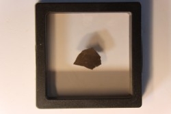 dinosaur Maiasaura peeblesorum egg shell