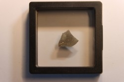 dinosaur Maiasaura peeblesorum egg shell