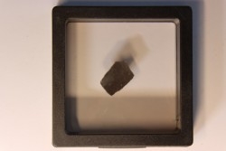 coquille d œuf de dinosaure à bec de canard: Maiasaura peeblesorum