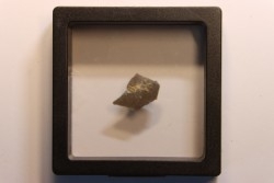 dinosaur Maiasaura peeblesorum egg shell