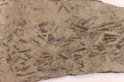 TENTACULITES  Manlius Limestone  Helderbergian Group  Lower DEVONIAN  New Salen, New York - USA