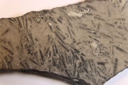 TENTACULITES  Manlius Limestone  Helderbergian Group  Lower DEVONIAN  New Salen, New York - USA