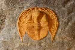 Trilobite aveugle: Declivolithus titan