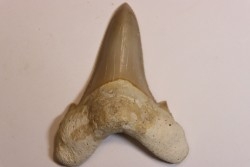 dent de requin: OTODUS SOKOLOVI Barthonien (éocène) Boujdour, maroc