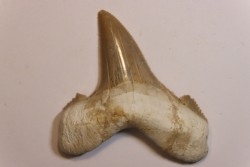 dent de requin: OTODUS SOKOLOVI Barthonien (éocène) Boujdour, maroc