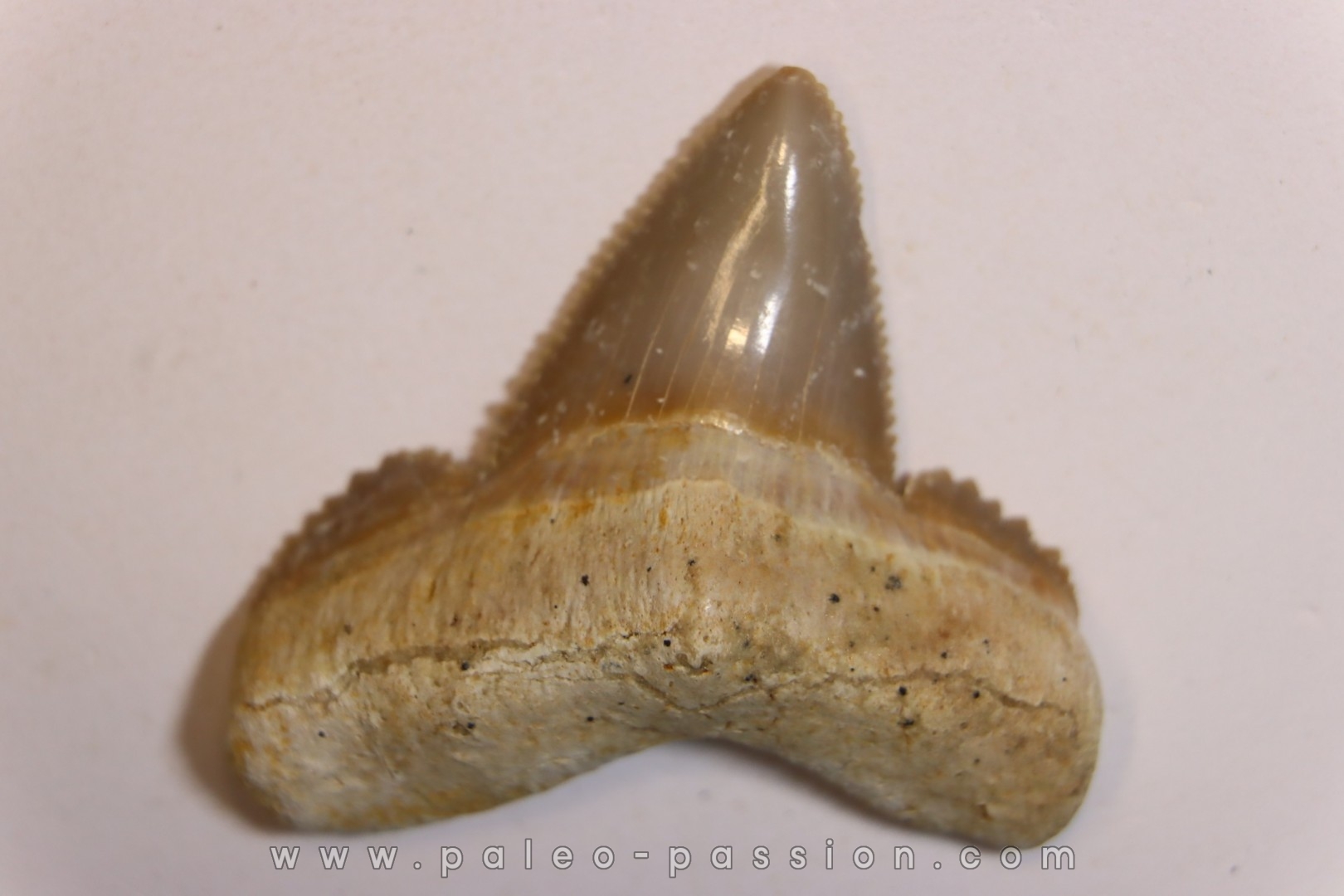 OTODUS SOKOLOVI Barthonian Boujdour, morocco