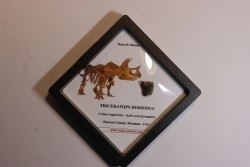 coffret dent de TRICERATOPS HORRIDUS