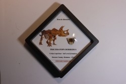 dinosaure tooth: TRICERATOPS HORRIDUS