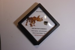 dinosaure tooth: TRICERATOPS HORRIDUS