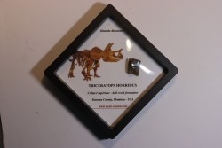 dinosaure tooth: TRICERATOPS HORRIDUS