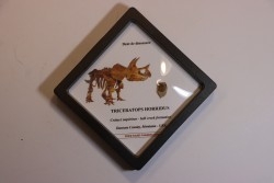 dinosaure tooth: TRICERATOPS HORRIDUS