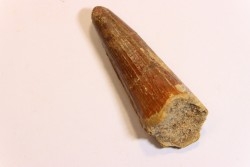 dent de dinosaure SPINOSAURUS AEGYPTIACUS