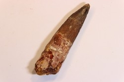 dent de dinosaure SPINOSAURUS AEGYPTIACUS