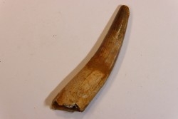 dent de dinosaure SPINOSAURUS AEGYPTIACUS