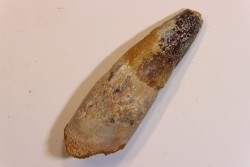 dent de dinosaure SPINOSAURUS AEGYPTIACUS