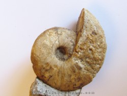 FRECHIELLA subcarinata