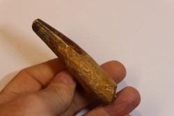dent de dinosaure SPINOSAURUS AEGYPTIACUS