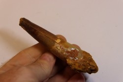 dent de dinosaure SPINOSAURUS AEGYPTIACUS