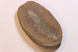 Nodule de fougère: LEPIDOSTROBUS - Wetphalian - Lancashire - UK