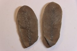 Nodule de fougère: BOTHRIODENDRON - Wetphalian - Lancashire - UK