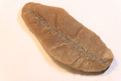 Nodule de fougère: BOTHRIODENDRON - Wetphalian - Lancashire - UK