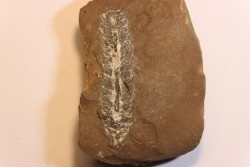 Nodule de fougère: LEPIDOSTROBUS - Wetphalian - Lancashire - UK