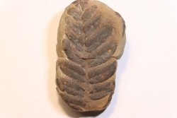 Nodule de fougère:  NEUROPTERIS HOLLANDICA - Wetphalian (carbonifère sup.) - Lancashire - UK