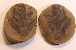 Nodule de fougère: NEUROPTERIS HOLLANDICA - Wetphalian - Lancashire - UK