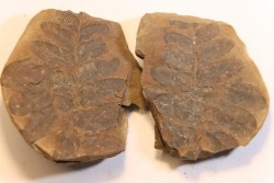 Nodule de fougère: NEUROPTERIS HOLLANDICA - Wetphalian - Lancashire - UK