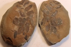 Nodule de fougère:  NEUROPTERIS HOLLANDICA - Wetphalian (carbonifère sup.) - Lancashire - UK