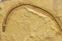 anguillus - eocene -  monte bolca