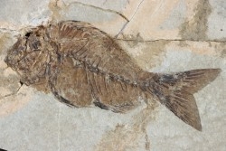 Sparnodus vulgaris - eocene -  monte bolca