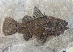 Eolates gracilis  - eocene -  monte bolca