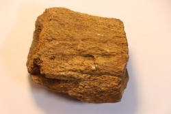 dinosaure freak: TRICERATOPS HORRIDUS