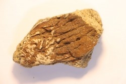 dinosaure freak: TRICERATOPS HORRIDUS