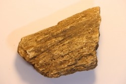 dinosaure freak: TRICERATOPS HORRIDUS