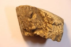 dinosaure freak: TRICERATOPS HORRIDUS