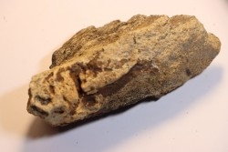 dinosaure freak: TRICERATOPS HORRIDUS