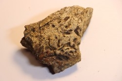 dinosaure freak: TRICERATOPS HORRIDUS