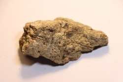 Dinosaure: fragment de collerette de TRICERATOPS HORRIDUS - Hell Creek  Fmt - crétacé sup. - Glendive County, Montana