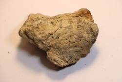 Dinosaure: fragment de collerette de TRICERATOPS HORRIDUS - Hell Creek  Fmt - crétacé sup. - Glendive County, Montana