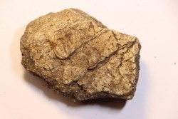 Dinosaure: fragment de collerette de TRICERATOPS HORRIDUS - Hell Creek  Fmt - crétacé sup. - Glendive County, Montana