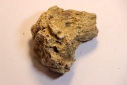 Dinosaure: fragment de collerette de TRICERATOPS HORRIDUS - Hell Creek  Fmt - crétacé sup. - Glendive County, Montana