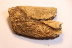 dinosaure freak: TRICERATOPS HORRIDUS